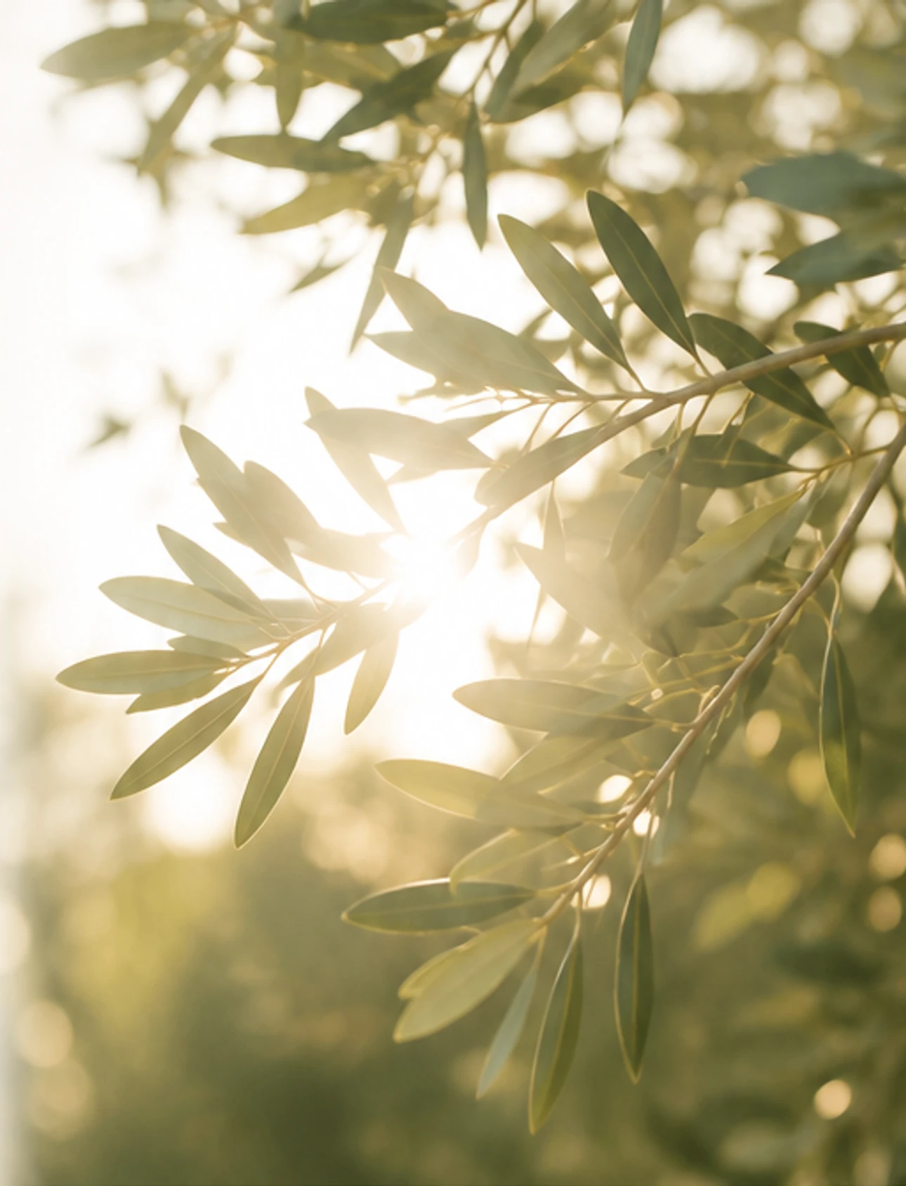 Warm sunlight filtering through delicate olive branches.